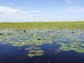 Bangweulu39©HeikeGrebe-Bassin-Congo.jpg