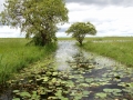 Bangweulu35©HeikeGrebe.jpg