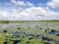Bangweulu36©HeikeGrebe.jpg