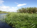 Bangweulu40©HeikeGrebe.jpg