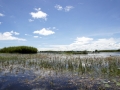 Bangweulu42©HeikeGrebe.jpg